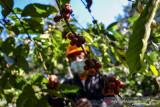 Petani memetik kopi robusta di kawasan Kaki Gunung Sawal, Desa Tanjung Sari, Kabupaten Ciamis, Jawa Barat, Rabu (11/8/2021). Kementerian Pertanian menetapkan target produksi kopi nasional 2021 naik sebesar 834.750 ton dari sebelumnya sebanyak 769,7 ribu ton pada 2020. ANTARA FOTO/Adeng Bustomi/agr