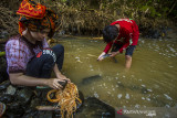 Masyarakat dayak Meratus melakukan tradisi Maliyu (menangkap ikan) menggunakan tuba akar di sungai Kapiyau, Dusun Pantai Mangkiling, Kabupaten Hulu Sungai Tengah, Kalimantan Selatan, Rabu (11/8/2021). Masyarakat dayak di pedalaman Pegunungan Meratus melakukan tradisi menangkap ikan secara tradisional yang dilaksanakan setiap musim kemarau. Foto Antaranews Kalsel/Bayu Pratama S.