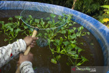 Peternak memeriksa ikan lele di kolam budi daya sistem bioflok di Desa Jatilaksana, Pangkalan, Karawang, Jawa Barat, Selasa (10/8/2021). Kementerian Kelautan dan Perikanan terus berupaya memperkuat berbagai riset dan inovasi guna mendukung beragam terobosan yang menjadi program prioritas seperti peningkatan Penerimaan Negara Bukan Pajak (PNBP) perikanan. ANTARA FOTO/M Ibnu Chazar/agr
