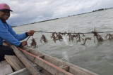 BKIPM Lampung upayakan perluasan pasar ekspor rumput laut
