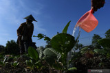 Petani memupuk tanaman tembakau menggunakan pupuk NPK dan ZA yang dilarutkan dengan air di Desa Ngale, Pilangkenceng, Kabupaten Madiun, Jawa Timur, Jumat (13/8/2021). Pemupukan tanaman tembakau pada umur 35 hari tersebut dimaksudkan untuk membantu pertumbuhan dan meningkatkan kesuburan tanaman. Antara Jatim/Siswowidodo/zk