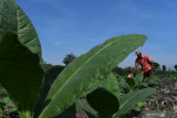 Petani memupuk tanaman tembakau menggunakan pupuk NPK dan ZA yang dilarutkan dengan air di Desa Ngale, Pilangkenceng, Kabupaten Madiun, Jawa Timur, Jumat (13/8/2021). Pemupukan tanaman tembakau pada umur 35 hari tersebut dimaksudkan untuk membantu pertumbuhan dan meningkatkan kesuburan tanaman. Antara Jatim/Siswowidodo/zk