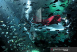Penyelam kibarkan Merah Putih di akuarium Koral Restaurant di Bali