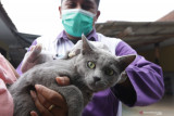 Medik Veteriner dari Dinas Pertanian dan Pangan Banyuwangi menyuntikan vaksin rabies pada kucing di Kampung Bali Patoman, Blimbingsari, Banyuwangi, Jawa Timur, Rabu (18/8/2021). Layanan vaksinasi itu sebagai langkah antisipasi adanya hewan peliharaan warga seperti kucing dan anjing yang rentan terpapar rabies. Antara Jatim/Budi Candra Setya/zk