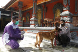 Medik Veteriner dari Dinas Pertanian dan Pangan Banyuwangi bersiap menyuntikan vaksin rabies pada anjing peliharaan warga di Kampung Bali Patoman, Blimbingsari, Banyuwangi, Jawa Timur, Rabu (18/8/2021). Layanan vaksinasi itu sebagai langkah antisipasi adanya hewan peliharaan warga seperti kucing dan anjing yang rentan terpapar rabies.  Antara Jatim/Budi Candra Setya/zk