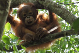 BNF ajak melestarikan orang utan melalui festival