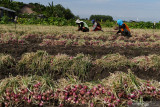 Buruh tani memanen bawang merah di Kota Madiun, Jawa Timur, Jumat (20/8/2021). Menurut petani di wilayah tersebut harga bawang merah di tingkat petani saat ini Rp15 ribu per kilogram. Antara Jatim/Siswowidodo/zk
