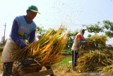 Petani merontokkan gabah hasil panen padi di Lowokwaru, Malang, Jawa Timur, Kamis (19/8/2021). Petani setempat mengeluhkan harga gabah yang turun dari Rp5000 menjadi 4000 rupiah per kilogram dalam tiga pekan terakhir akibat kebijakan Perum Bulog yang tidak menyerap gabah dan beras hasil panen petani. Antara Jatim/Ari Bowo Sucipto/zk