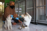 Peternak mengajak bermain anakan kucing persia yang dibudidayakannya di Gatotkaca Cattery di Malang, Jawa Timur, Jumat (20/7/2021). Peternak kucing setempat mengaku kewalahan memenuhi  permintaan yang meningkat dari 10 ekor menjadi 20 ekor per enam bulan atau meningkat dua kali lipat seiring  banyaknya masyarakat yang menggemari hewan tersebut sebagai binatang peliharaan saat bekerja dari rumah.  Antara Jatim/Ari Bowo Sucipto/zk