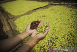 Petani mengeringkan cengkih yang telah dipanen di Desa Mekarmanik, Kabupaten Bandung, Jawa Barat, Sabtu (21/8/2021). Petani menyatakan, harga cengkih pada Agustus 2021 mengalami penurunan sekitar 20 persen atau Rp 90 ribu per kilogram dibandingkan bulan lalu yang mencapai Rp 120 ribu per kilogram. ANTARA FOTO/Raisan Al Farisi/agr