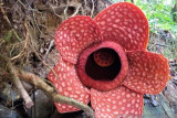 Bunga Rafflesia gadutensis mekar di Sungai Gambir Sako Tapan TNKS