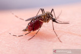 Studi sebut kelambu insektisida mampu turunkan kasus malaria