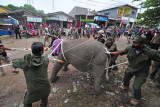 Petugas Balai Konservasi Sumber Daya Alam (BKSDA) Jambi mengevakuasi seekor anak gajah Sumatera (Elephas maximus sumatranus) korban jerat di Tungkal Ulu, Tanjungjabung Barat, Jambi, Rabu (25/8/2021). Balai Konservasi Sumber Daya Alam (BKSDA) Jambi bersama beberapa pihak mengevakuasi seekor anak gajah yang telah tertinggal sendiri dari kelompok besarnya hingga delapan bulan lebih di Tanjungjabung Barat untuk ditranslokasi ke kelompoknya di Bentang Alam Bukit Tigapuluh, Tebo. ANTARA FOTO/Wahdi Septiawan/foc.