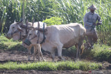 Pekerja membajak sawah menggunakan tenaga sapi di Desa Pagu, Kediri, Jawa Timur, Jumat (27/8/2021). Bajak sawah bertenaga sapi masih banyak diminati petani karena dinilai mampu membuat tanah lebih gembur dan biaya lebih murah dibandingkan menggunakan traktor. Antara Jatim/Prasetia Fauzani/zk