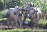 Bajak Sapi Masih Diminati Petani