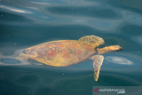 PENYU TEMPAYAN PULAU SABANG. Penyu Tempayan (Caretta caretta)  muncul di pelabuhan bebas Sabang (pulau weh) Aceh, Kamis (26/8/2021). Penyu tempayan salah satu dari tujuh jenis penyu yang dilindungi dan termasuk langka masih ditemukan di perairan Sabang dan dikhawatirkan populasi terus berkurang akibat kerusakan ekosisim laut. ANTARA FOTO/Ampelsa