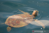 PENYU TEMPAYAN PULAU SABANG. Penyu Tempayan (Caretta caretta)  muncul di pelabuhan bebas Sabang (pulau weh) Aceh, Kamis (26/8/2021). Penyu tempayan salah satu dari tujuh jenis penyu yang dilindungi dan termasuk langka masih ditemukan di perairan Sabang dan dikhawatirkan populasi terus berkurang akibat kerusakan ekosisim laut. ANTARA FOTO/Ampelsa