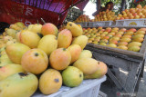 Pedagang menata mangga podang di sentra penghasil mangga podang Desa Banyakan, Kediri, Jawa Timur, Senin (30/8/2021). Awal musim panen mangga podang yang seharusnya bulan Juli mundur pada bulan Agustus akibat rontoknya bunga karena kemarau basah. Antara Jatim/Prasetia Fauzani/ZK