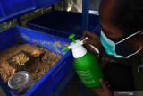 Seorang warga menyemprotkan cairan pada media penetasan telur larva maggot di tempat budi daya maggot Black Soldier Fly (BSF) di Kelurahan Madiun Lor, Kota Madiun, Jawa Timur, Selasa (31/8/2021). Sejumlah warga di wilayah tersebut membudidayakan maggot BSF guna memanfaatkan limbah organik untuk diurai menjadi pakan larva maggot yang kemudian larva maggotnya dijual dengan harga Rp10 ribu per kilogram. Antara Jatim/Siswowidodo/zk