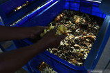Seorang warga memanfaatkan sisa makanan untuk diurai menjadi pakan larva maggot di tempat budi daya maggot Black Soldier Fly (BSF) di Kelurahan Madiun Lor, Kota Madiun, Jawa Timur, Selasa (31/8/2021). Sejumlah warga di wilayah tersebut membudidayakan maggot BSF guna memanfaatkan limbah organik untuk diurai menjadi pakan larva maggot yang kemudian larva maggotnya dijual dengan harga Rp10 ribu per kilogram. Antara Jatim/Siswowidodo/zk