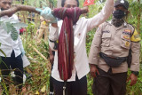 Seorang petani Manggarai Barat tewas gantung diri
