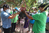 Petani melakukan praktik pembuatan media tanam untuk penyemaian saat mengikuti Sekolah Lapang budidaya cabai di Desa Jemekan, Kediri, Jawa Timur, Rabu (1/9/2021). Sekolah Lapang yang diselenggarakan Dinas Pertanian dan Perkebunan selama empat bulan tersebut bertujuan meningkatkan pengetahuan dan keterampilan petani memaksimalkan produktivitas cabai. Antara Jatim/Prasetia Fauzani/zk