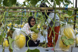 Pengunjung memetik melon Golden Alisa di Kampung Gunung Ranji, Kota Tasikmalaya, Jawa Barat, Kamis (2/9/2021). Petani Milenial Tasikmalaya (Pelita) memanfaatkan lahan tidur untuk dijadikan wisata edukasi pertanian dengan menyuguhkan wisata memetik melon sendiri yang dibanderol Rp25 ribu per kilogram. ANTARA FOTO/Adeng Bustomi/agr