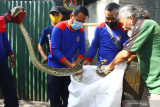 EVAKUASI ULAR DI WARUNG KOPI. Anggota tim Animal Rescue dari Dinas Pemadam Kebakaran (Disdamkar) mengevakuasi ular sanca kembang (Malayopython reticulatus) sepanjang tiga meter yang ditemukan di sebuah warung kopi di jalan Gajahmada, Malang, Jawa Timur, Jumat (3/9/2021). Dalam tiga hari terakhir tim Animal Rescue Disdamkar setempat telah menerima laporan dan mengevakuasi empat ekor ular dari rumah warga. Antara Jatim/Ari Bowo Sucipto/zk