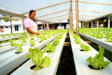 Seorang pekebun memeriksa kondisi sayur selada hidroponik di Airy Green Hydro Farm, Suwawa, Kabupaten Bone Bolango, Gorontalo, Jumat (3/9/2021). Penjualan sayuran hidroponik seperti selada dan pakcoy menurun hingga 50 persen karena Pemberlakukan Pembatasan Kegiatan Masyarakat (PPKM) yang menyebabkan sejumlah retail modern dan rumah makan mengurangi permintaan. ANTARA FOTO/Adiwinata Solihin/wsj.
