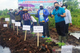 Tanam perdana porang tandai peresmian Kebun Pemuda KNPI Kotim