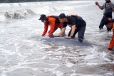 Anggota Basarnas berusaha mendorong kembali seekor bayi paus yang terdampar di Pantai Sine, Tulungagung, Jawa Timur, Sabtu (4/9/2021). Bayi paus dengan panjang tubuh sekitar dua meter yang belum diketahui jenisnya itu beberapa kali terdampar ke tepi pantai yang dangkal meski berulang kali telah diselamatkan regu basarnas yang sedang bersiaga melakukan kegiatan pencarian nelayan hilang tenggelam di sekitar pantai tersebut. ANTARA FOTO/Destyan Sujarwoko/wsj.