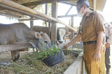 Pemkab Bantul berupaya meningkatkan usaha produksi peternakan