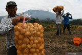 Pekerja memanen kentang di Sidorejo, Magetan, Jawa Timur, Minggu (5/9/2021). Kentang hasil panen tersebut selanjutnya dijual ke pabrik makanan dengan harga Rp7 ribu per kilogram. Antara Jatim/Siswowidodo/zk