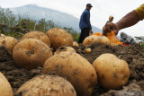 Pekerja memanen kentang di Sidorejo, Magetan, Jawa Timur, Minggu (5/9/2021). Kentang hasil panen tersebut selanjutnya dijual ke pabrik makanan dengan harga Rp7 ribu per kilogram. Antara Jatim/Siswowidodo/zk