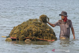 Petani memanen rumput laut di Desa Sedari, Cibuaya, Karawang, Jawa Barat, Minggu (5/9/2021). Kementerian Perindustrian terus mendorong peningkatan produktivitas dan daya saing industri pengolahan rumput laut dalam upaya peningkatan nilai tambah komoditas rumput laut melalui hilirisasi industri guna meningkatkan kesejahteraan masyarakat pesisir. ANTARA FOTO/M Ibnu Chazar/agr