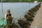 Petani menjemur hasil panen rumput laut di Desa Sedari, Cibuaya, Karawang, Jawa Barat, Minggu (5/9/2021). Kementerian Perindustrian terus mendorong peningkatan produktivitas dan daya saing industri pengolahan rumput laut dalam upaya peningkatan nilai tambah komoditas rumput laut melalui hilirisasi industri guna meningkatkan kesejahteraan masyarakat pesisir. ANTARA FOTO/M Ibnu Chazar/agr