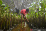 Pembibitan Mangrove Pasir Jambak