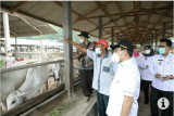 Kemarin, Menteri Desa PDTT tinjau peternakan di Lampung Selatan