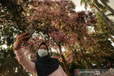 Warga berswafoto dengan latar belakang bunga tabebuya di Alun-alun Kabupaten Jombang, Jawa Timur, Rabu (8/9/2021).  Tabebuya yang bermekaran di kawasan tersebut menjadi daya tarik  bagi masyarakat untuk berkunjung dan berswafoto. Antara Jatim/Syaiful Arif/zk