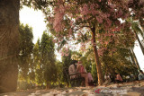  Warga bersantai di bawah pohon tabebuya di Alun-alun Kabupaten Jombang, Jawa Timur, Rabu (8/9/2021).  Tabebuya yang bermekaran di kawasan tersebut menjadi daya tarik  bagi masyarakat untuk berkunjung dan berswafoto. Antara Jatim/Syaiful Arif/zk