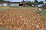 Petani menjemur tembakau jenis kasturi di Lapangan Pakusari, Jember, Jawa Timur, Sabtu (11/9/2021). Sejumlah petani tembakau meminta pemerintah tidak menaikkan cukai pada 2022 dan memberikan relaksasi kepada industri hasil tembakau (IHT) karena pandemi COVID-19 dan mengancam mata pencaharian tenaga kerja di dalam rantai IHT. Antara Jatim/Seno/zk