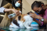 VAKSINASI RABIES HEWAN PIARAAN DI TULUNGAGUNG. Petugas menyemprotkan alcohol spray ke badan kucing (Felis Catus) sebelum dilakukan penyuntikan vaksin rabies di UPT Puskeswan Ngantru, Tulungagung, Jawa Timur, Senin (13/9/2021). Vaksinasi rabies untuk hewan peliharaan  jenis kucing, anjing, monyet, kera dan musang itu digelar dalam rangkaian memperingati  Hari Rabies se-Dunia (World Rabies Day) yang jatuh setiap 28 September.  Antara Jatim/Destyan Sujarwoko/zk
