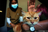Petugas memasukkan alat pengukur suhu ke dubur kucing (Felis Catus) sebelum dilakukan penyuntikan vaksin rabies di UPT Puskeswan Ngantru, Tulungagung, Jawa Timur, Senin (13/9/2021). Vaksinasi rabies untuk hewan peliharaan jenis kucing, anjing, monyet, kera dan musang itu digelar dalam rangkaian memperingati  Hari Rabies se-Dunia (World Rabies Day) yang jatuh setiap 28 September. Antara Jatim/Destyan Sujarwoko/zk