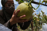  Pengunjung memilih buah melon untuk dipetik di kebun kawasan wisata edukasi Kota Madiun, Jawa Timur, Minggu (12/9/2021). Di kebun melon tersebut pengunjung bebas memilih dan memetik sendiri buah melon yang dibeli dengan harga Rp10 ribu per kilogram. Antara Jatim/Siswowidodo/zk