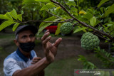 Pengembangan Agrowisata dalam Kota