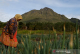 Aktivitas petani merawat tanaman bawang di kaki gunung api Burni Telong, Bener Meriah, Aceh, Selasa (14/9/2021). Burni telong yang memiliki ketinggian 2.624 meter di atas permukaan laut merupakan satu dari  lima gunung api aktif di Provinsi Aceh yang pernah meletus pada 1837, 1839, 1856, 1919, dan 1924. ANTARA/Irwansyah Putra