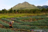 Aktivitas petani merawat tanaman bawang di kaki gunung api Burni Telong, Bener Meriah, Aceh, Selasa (14/9/2021). Burni telong yang memiliki ketinggian 2.624 meter di atas permukaan laut merupakan satu dari  lima gunung api aktif di Provinsi Aceh yang pernah meletus pada 1837, 1839, 1856, 1919, dan 1924. ANTARA/Irwansyah Putra