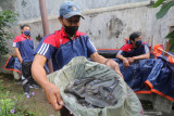 Sejumlah guru memanen ikan lele dari kolam terpal di SD Negeri Pesantren 2, Kota Kediri, Jawa Timur, Rabu (15/9/2021). Budidaya lele dengan memanfaatkan halaman belakang sekolah tersebut guna memberi contoh siswa berwirausaha. Antara Jatim/Prasetia Fauzani/zk