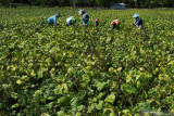 Buruh tani memanen kacang hijau di Desa Ngale, Pilangkenceng, Kabupaten Madiun, Jawa Timur, Rabu (15/9/2021). Kacang hijau hasil panen selanjutnya dijual kepada tengkulak yang menurut petani di wilayah tersebut saat ini harganya Rp16 ribu per kilogram. Antara Jatim/Siswowidodo/zk