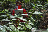 Petani mitra binaan Pertamina Geothermal Energy (PGE) Area Karaha melakukan pendataan jumlah biji kopi pada tanaman kopi arabika di Desa Dirgahayu, Kabupaten Tasikmalaya, Jawa Barat, Rabu (15/9/2021). PGE Area Karaha membantu pemulihan ekonomi kelompok tani dengan program pemberdayaan, peningkatan produksi dan mengelola kopi secara efektif dari mulai hulu hingga hilir ditengah pandemi COVID-19. ANTARA FOTO/Adeng Bustomi/agr